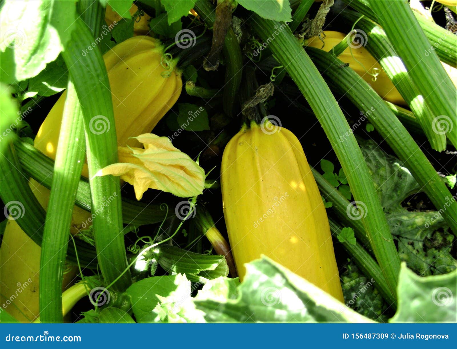 View of Yellow Squashes in Vegetable Garden Stock Image Image of