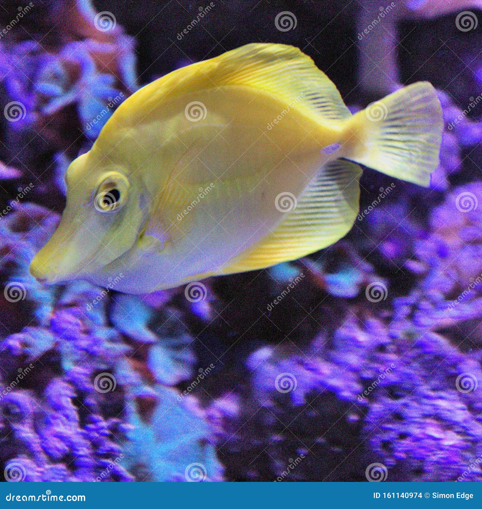 A View of a Yellow Tong Fish Stock Photo Image of fishes, view 161140974