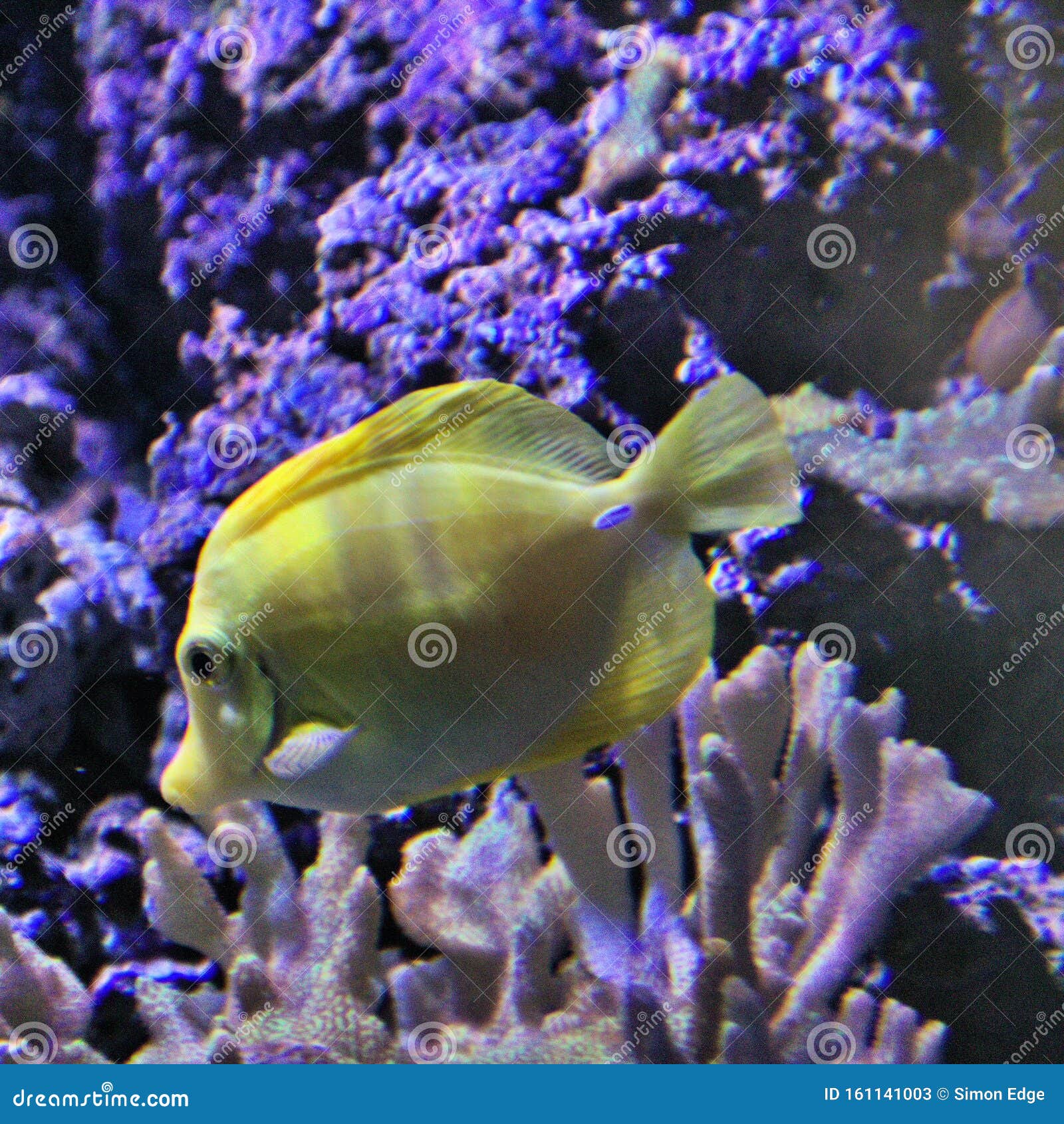 A View of a Yellow Tong Fish Stock Image Image of scales, pinstripe