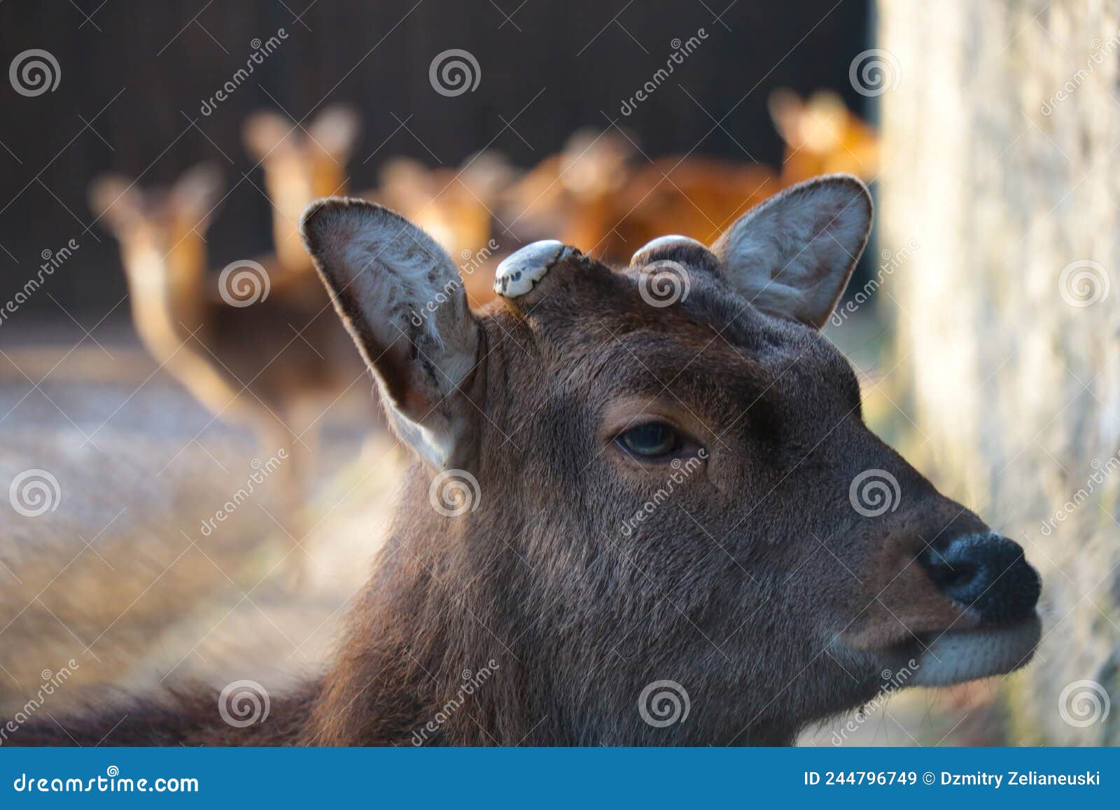 View of a Young Deer without Antlers in the Wild. Stock Image Image