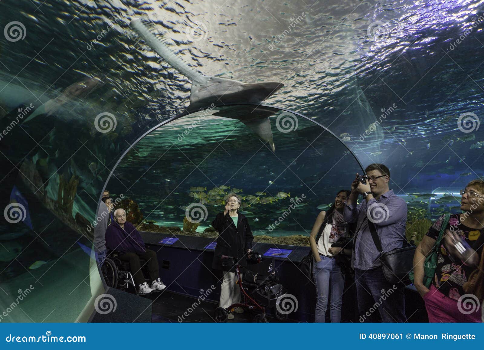 Viewing the Shark Tank at Toronto Aquarium Editorial Photo - Image of ...