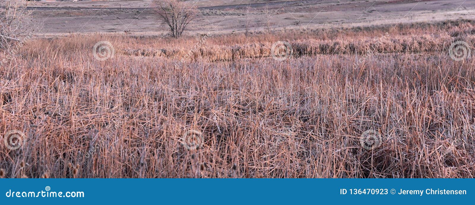 views from the cradleboard trail walking path on the carolyn holmberg preserve in broomfield colorado surrounded by cattails, wild