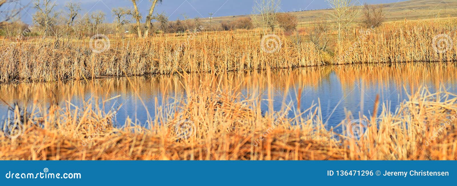 views from the cradleboard trail walking path on the carolyn holmberg preserve in broomfield colorado surrounded by cattails, wild