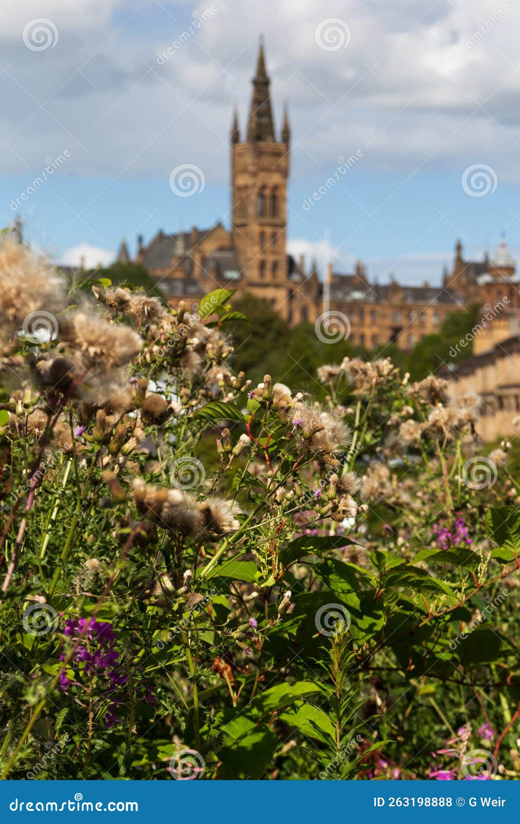 Views of Glasgow University on a Summer S Day Stock Photo Image of green, tree 263198888