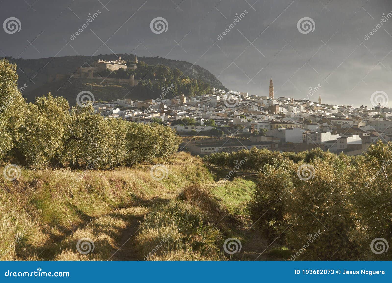 views from an olive grove of the city of estepa. spain