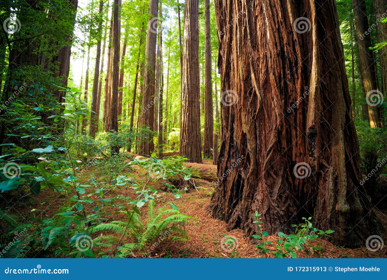 views in the redwood forest, redwoods national & state parks california