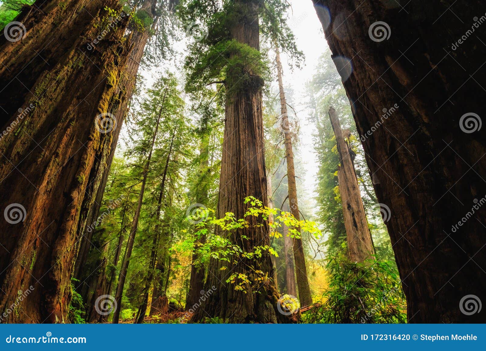 views in the redwood forest, redwoods national & state parks california