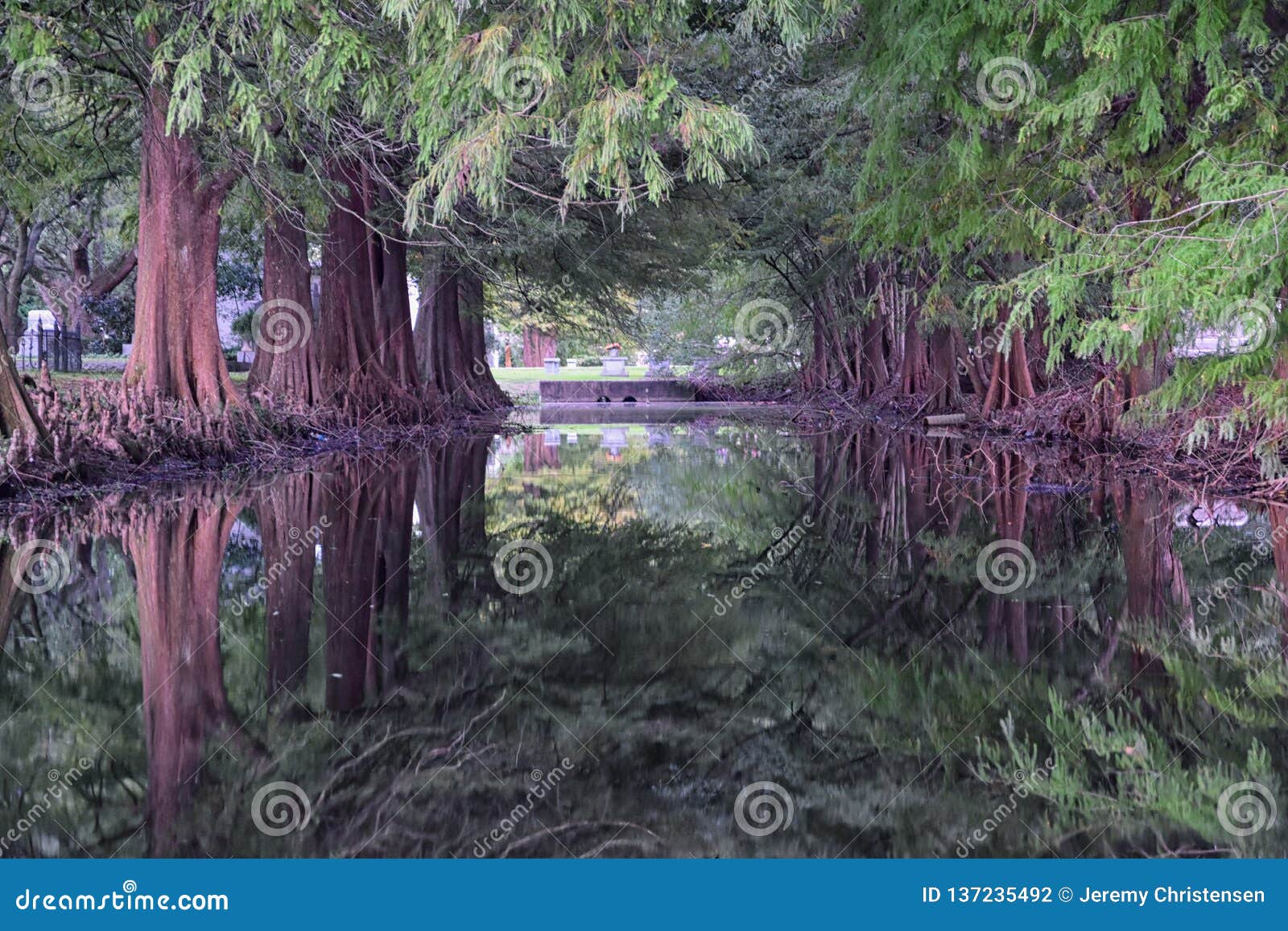 views of trees and unique nature aspects surrounding new orleans, including reflecting pools in cemeteries and the garden district