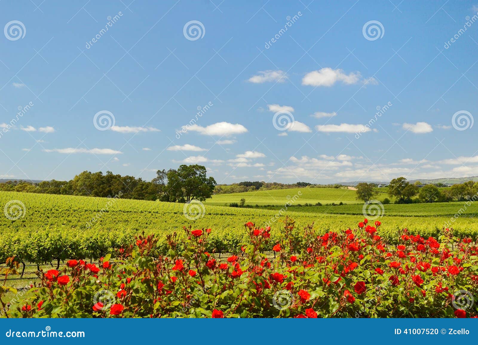 Vigna in McLaren Vale Con Le Rose Fotografia Stock Immagine di autunno, caduta 41007520