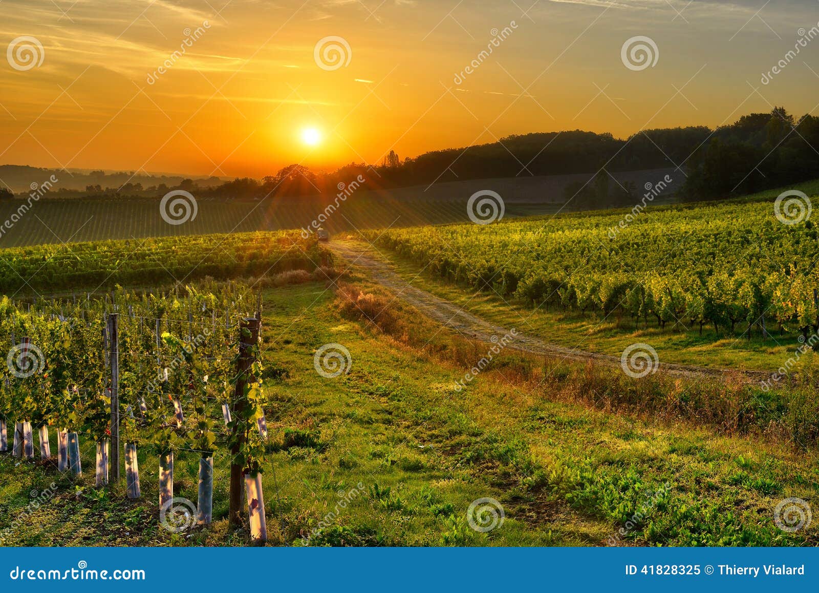 Vignoble Bergerac trois. Lever de soleil au-dessus d'un vignoble dans les sud à l'ouest des Frances, Bergerac