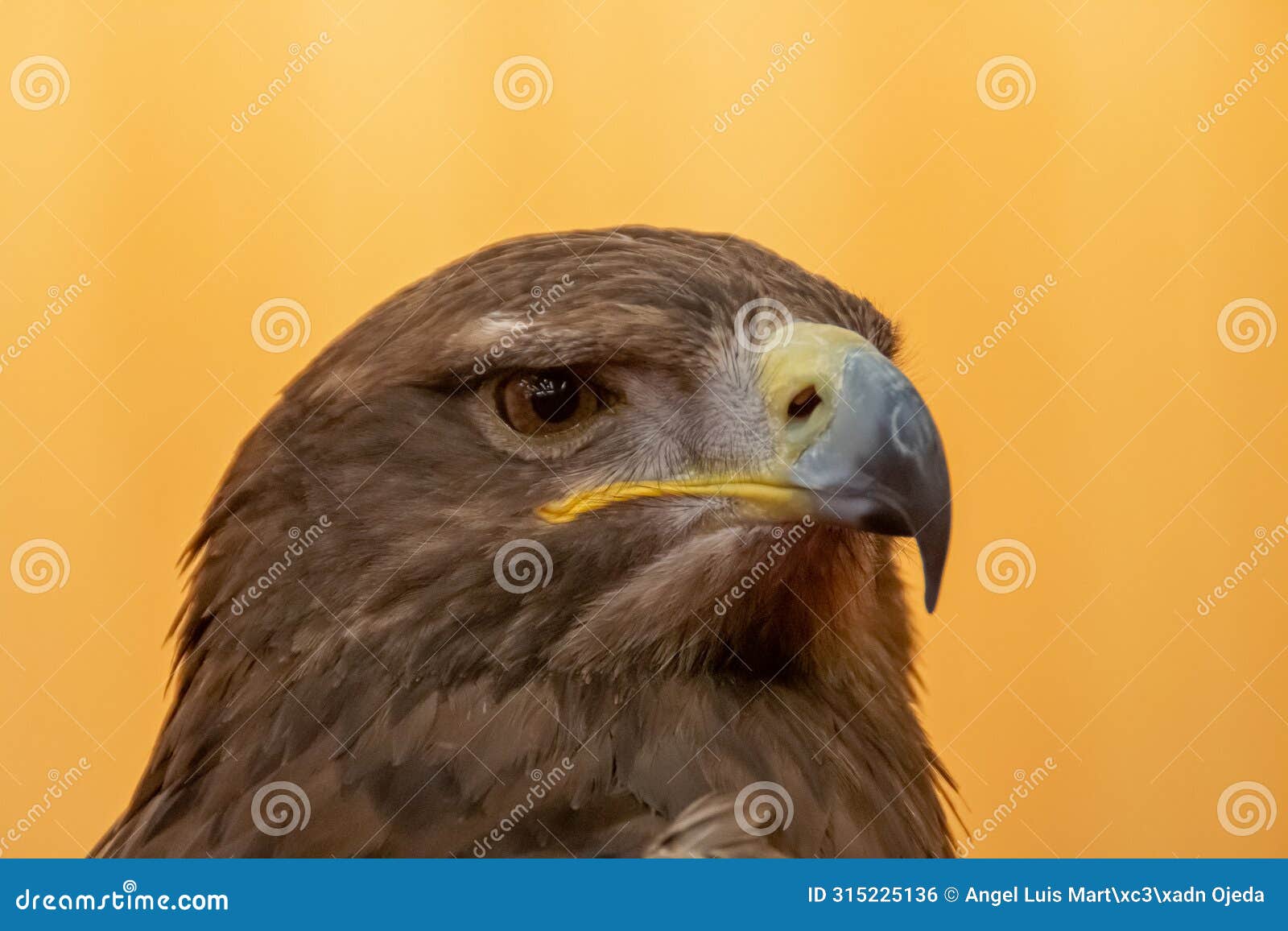head of steppe eagle, aquila nipalensis, bird of prey used in falconry.