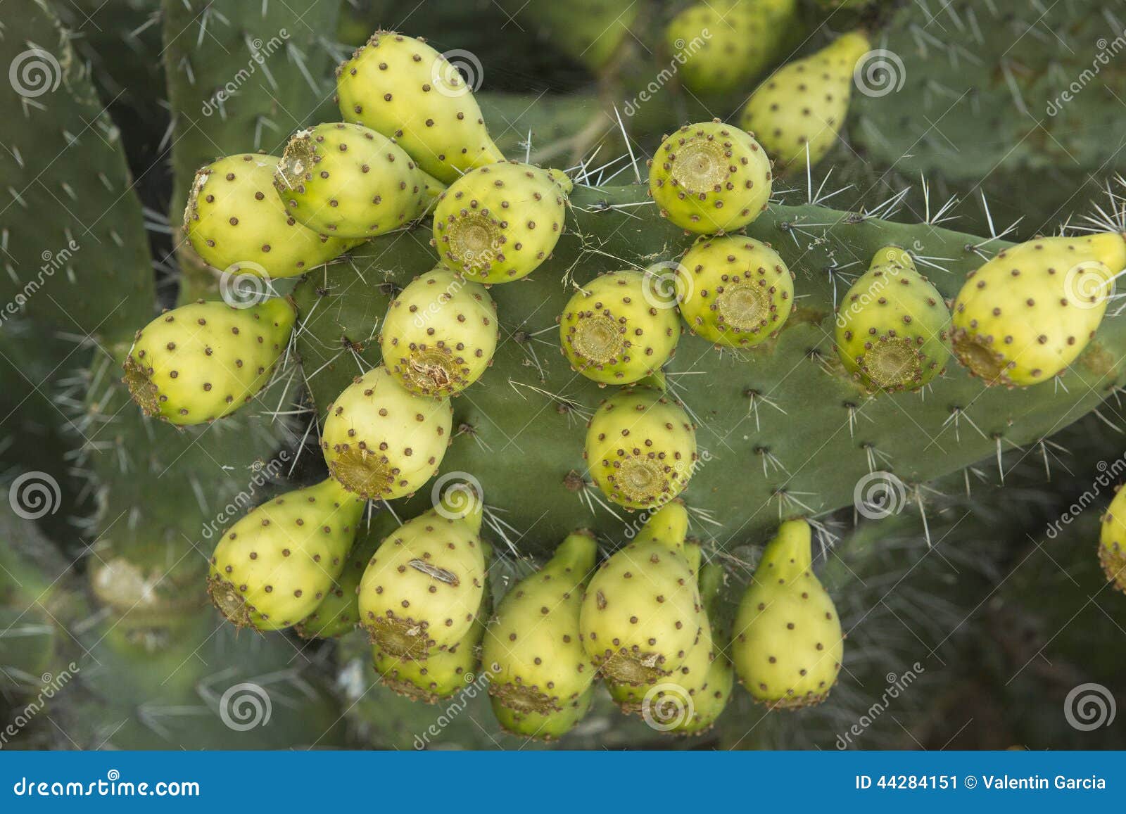 Vijgcactusfruit stock afbeelding. Image of zonlicht, vrucht 44284151