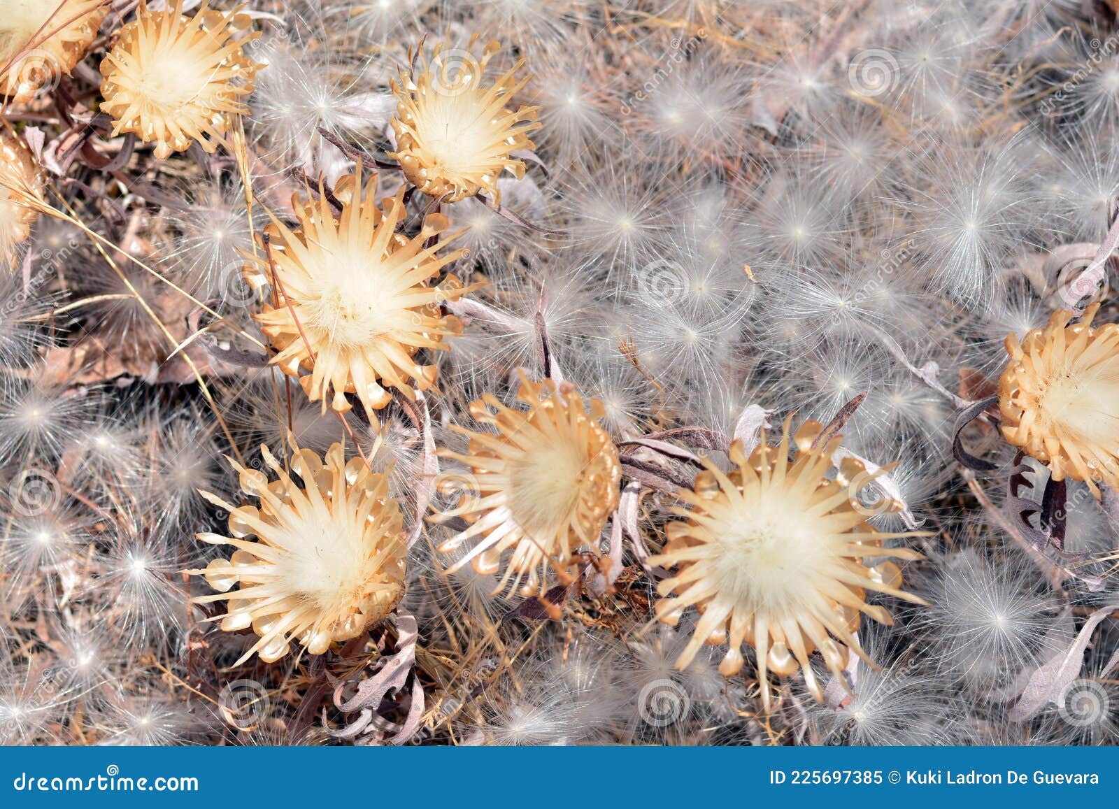 aerial seed plants in summer