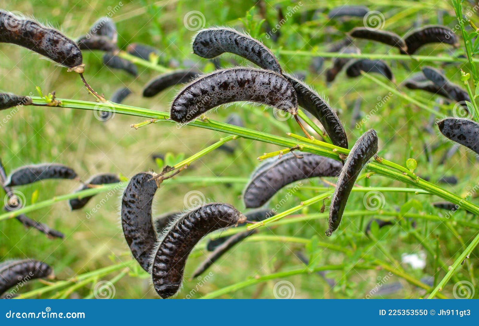 french broom pods french broom pods