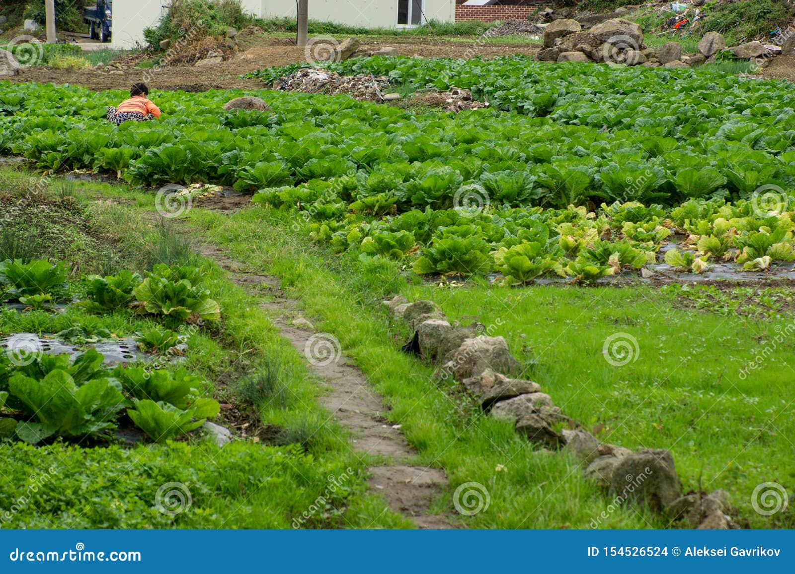 The Village Agriculture in South Korea Editorial Stock Image Image of