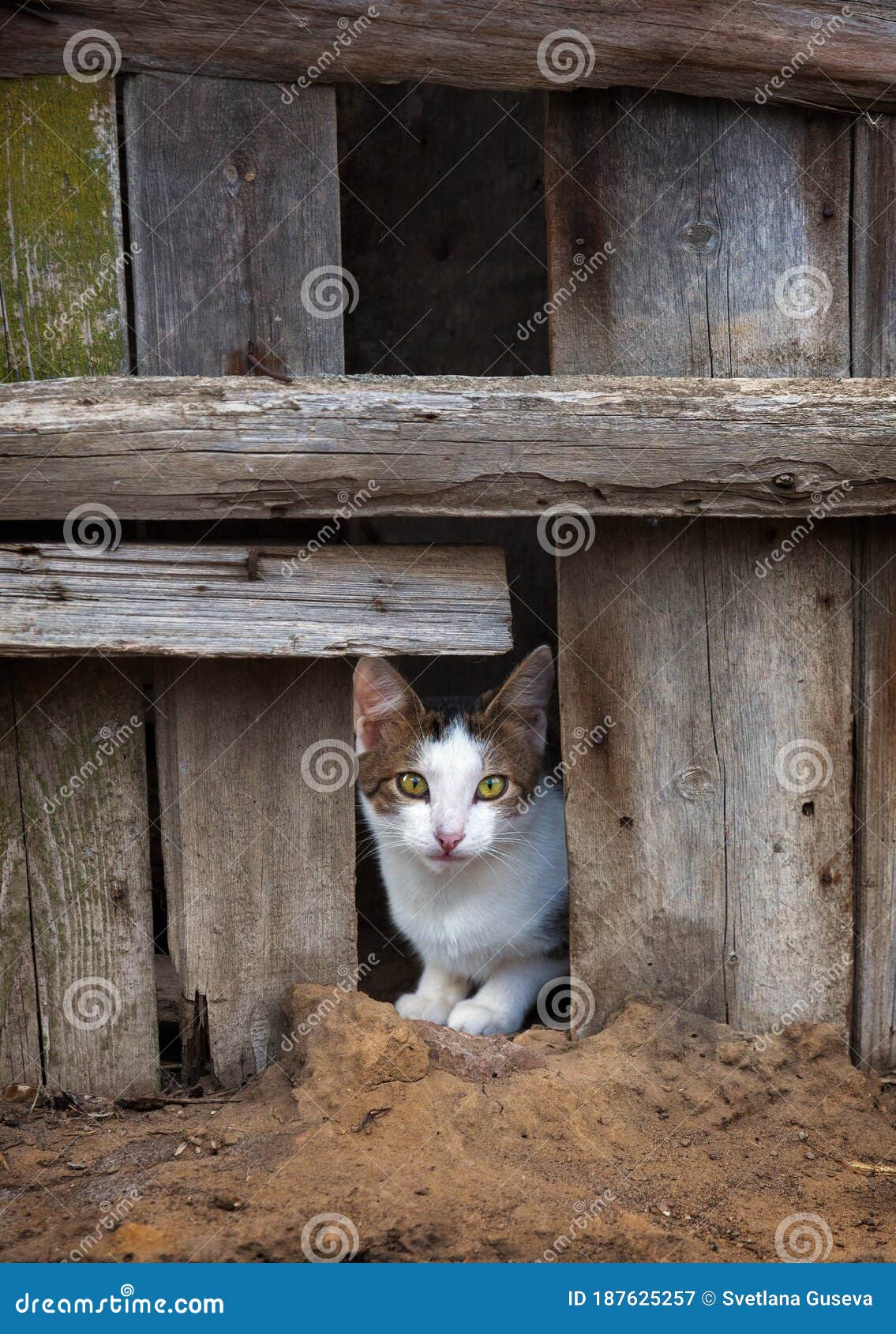 Village cat stock image. Image of pleasant, rural, wooden 187625257