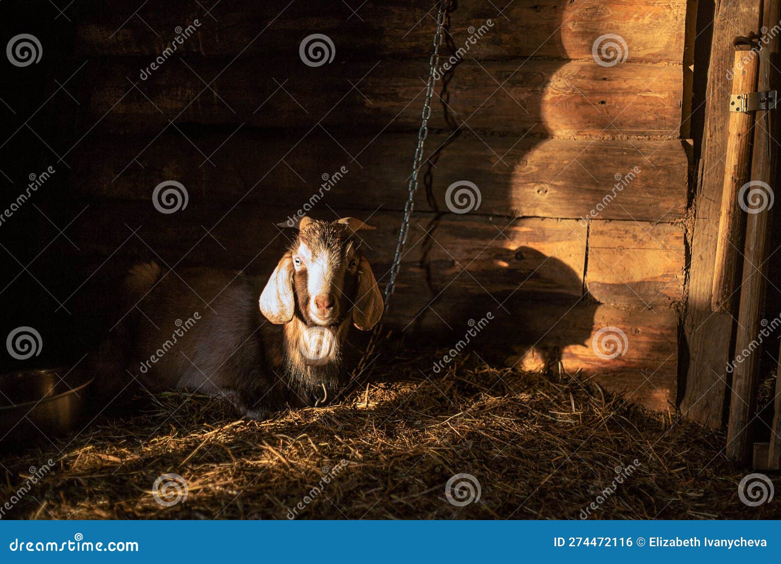 A Village Goat Sleeps in a Barn on a Haystack in the Rays of the Warm