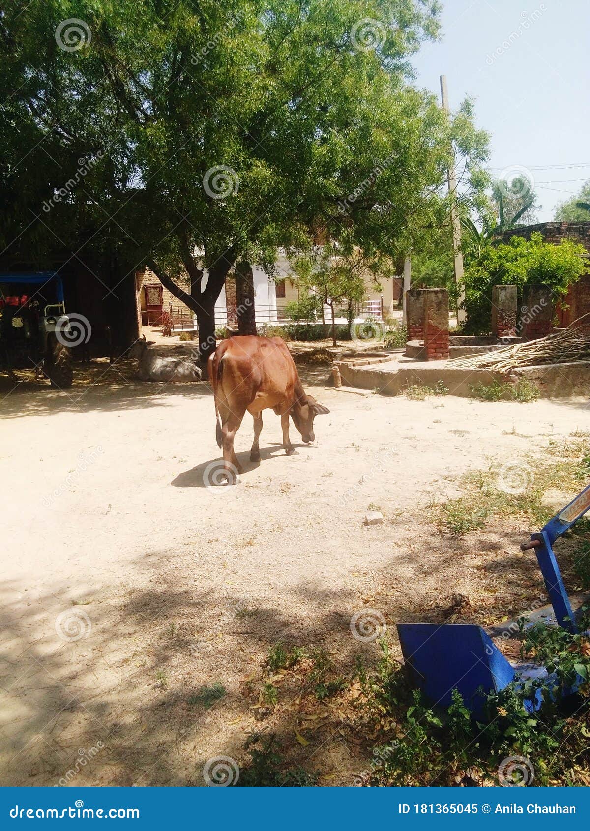 Village of India with Domestic Animals Cow. Stock Image - Image of domestic,  grass: 181365045