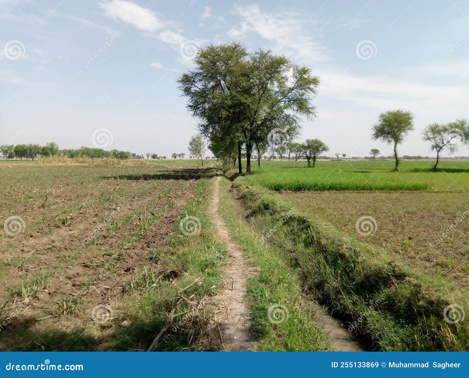 Village land with straws stock image. Image of land 255133869