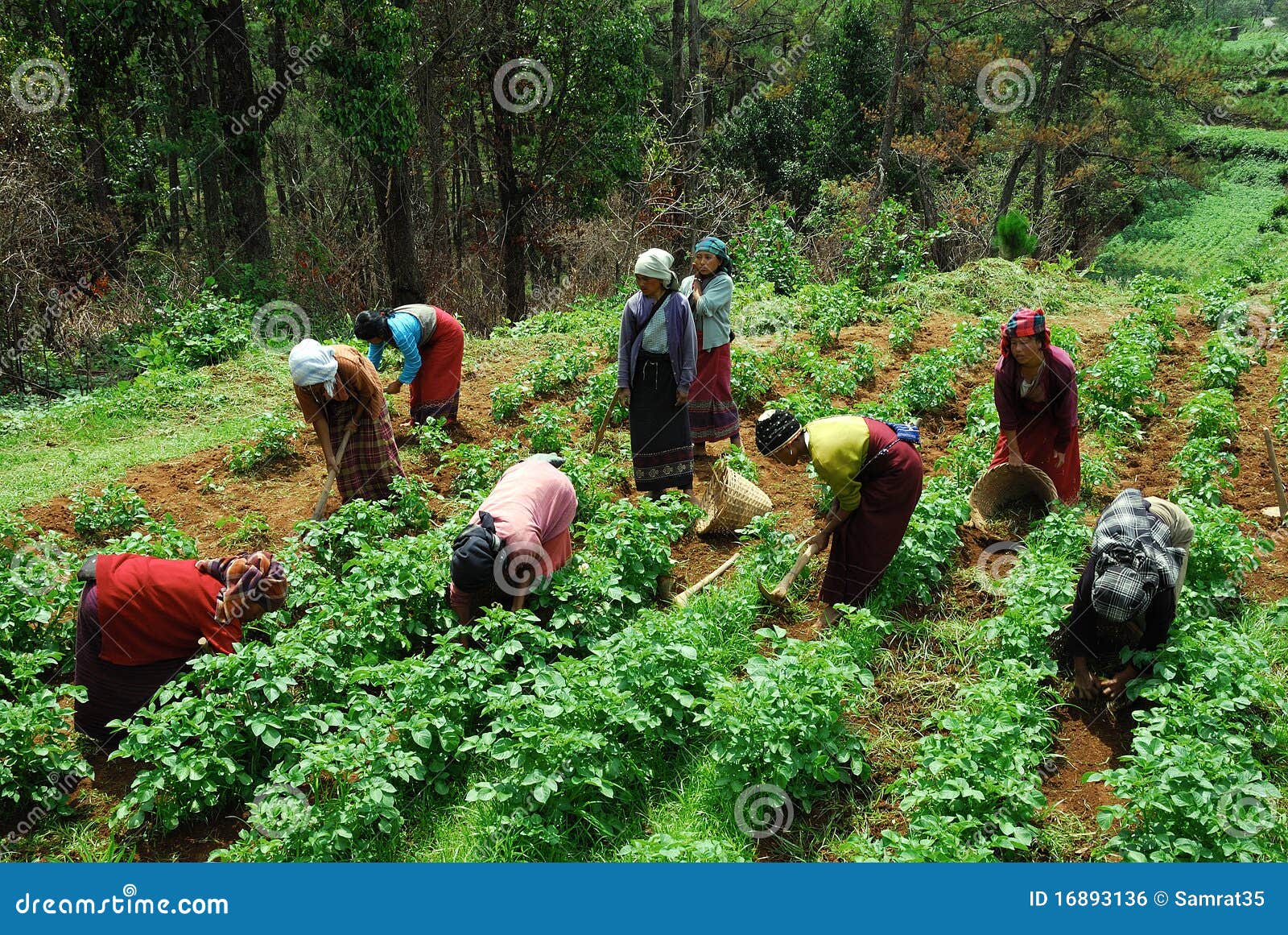 Village Life at Northeast India Editorial Photo Image of women