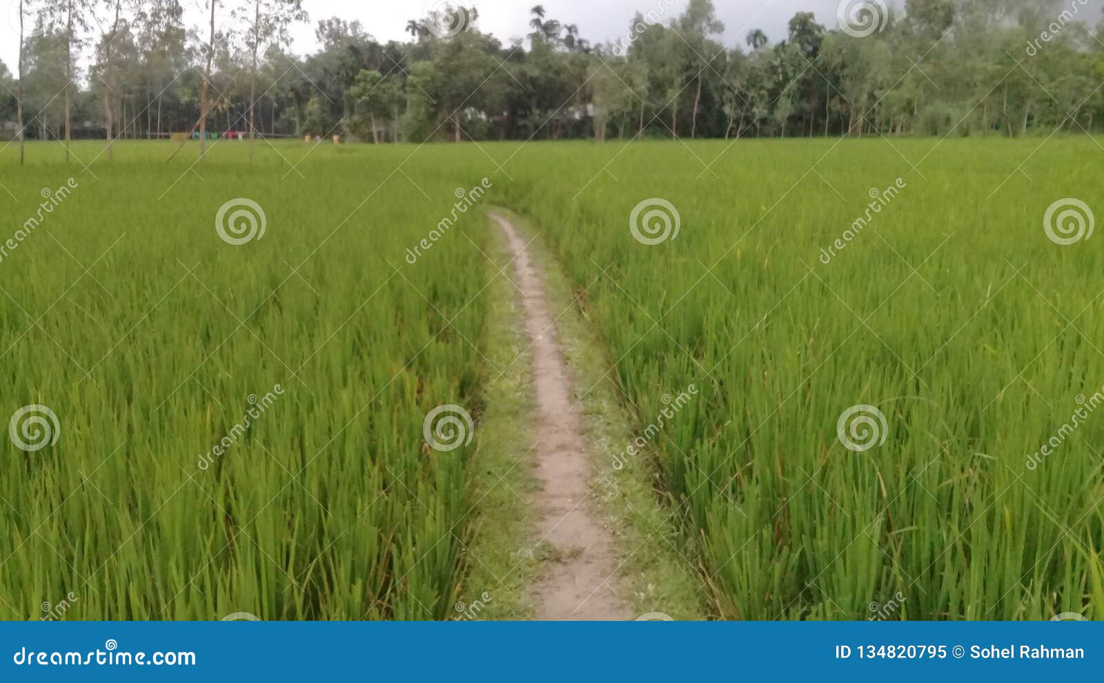 Village Nurture Beauty Stock Image. Image Of Village - 134820795