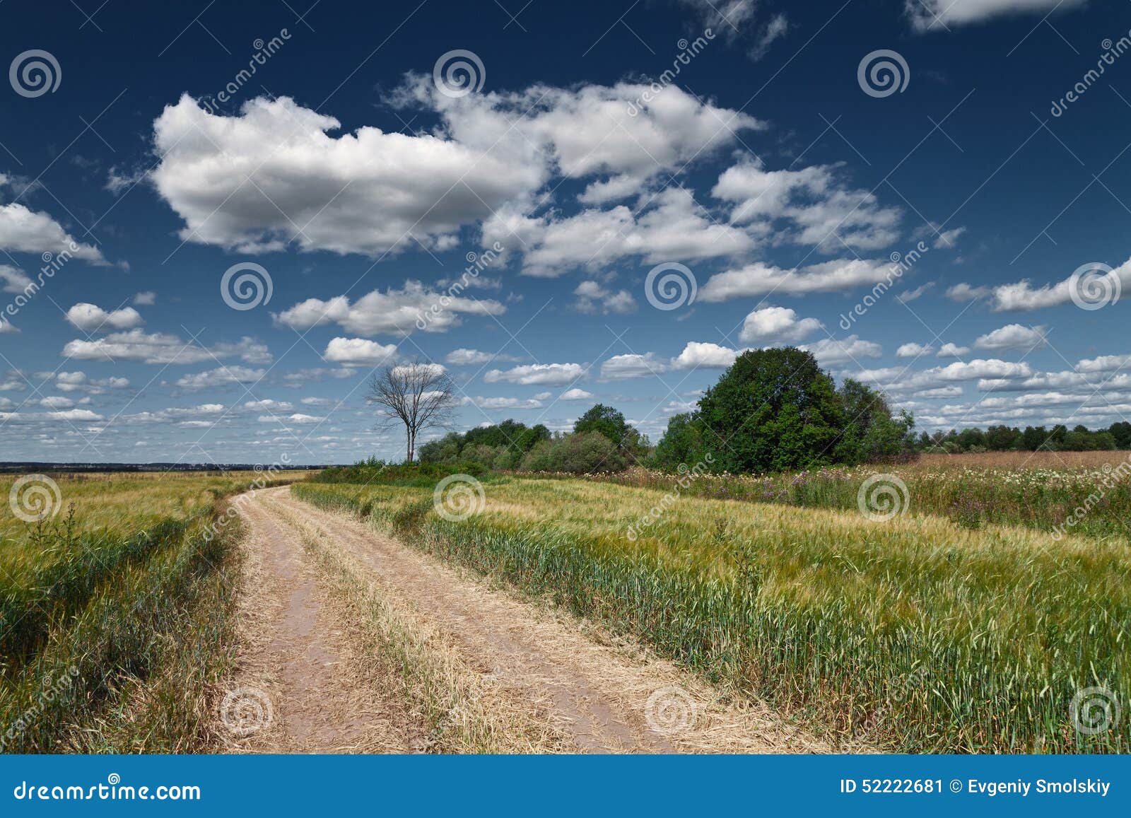 Village road and a field of wheat