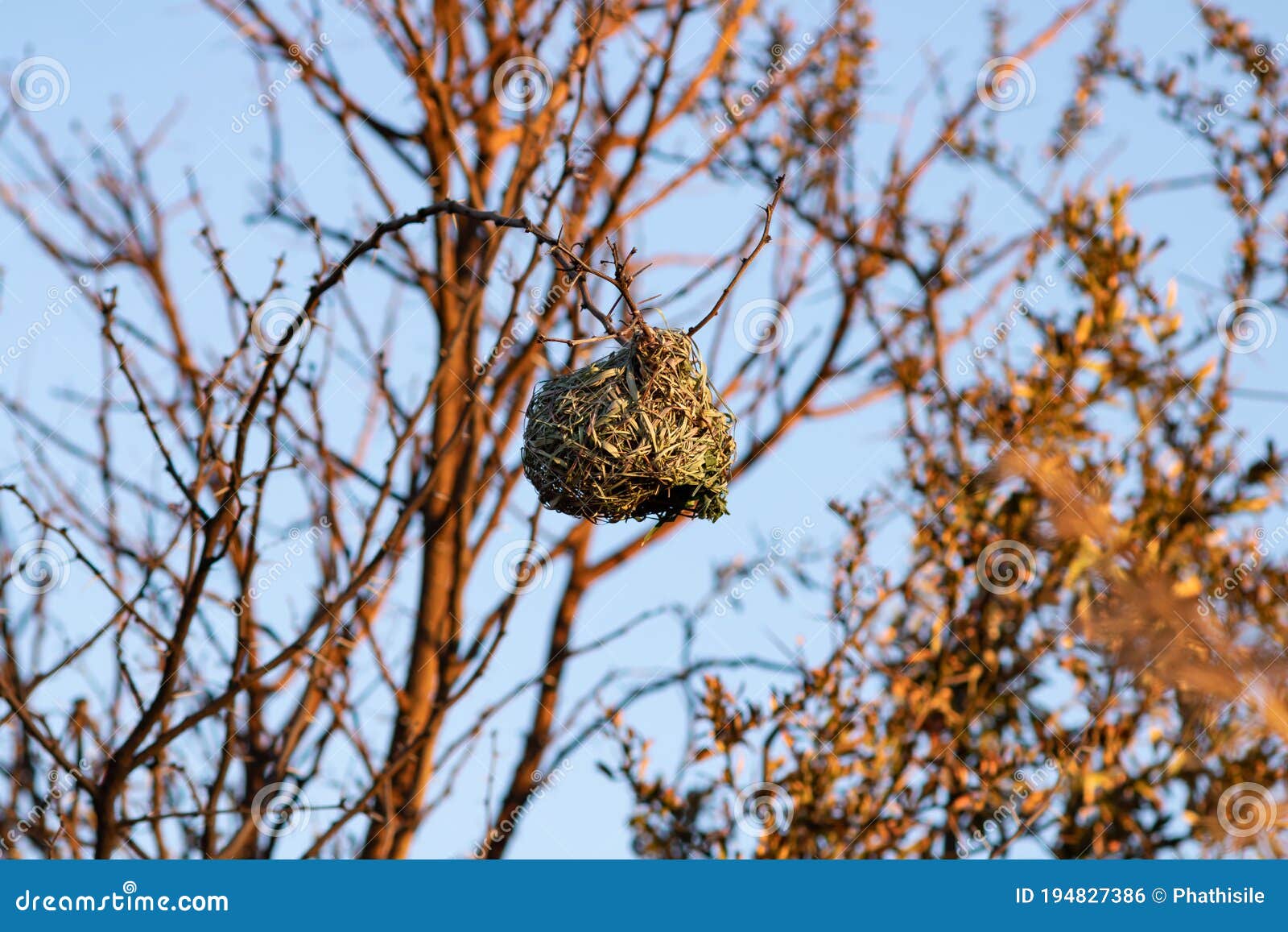 village weaver bird`s nest in sunset