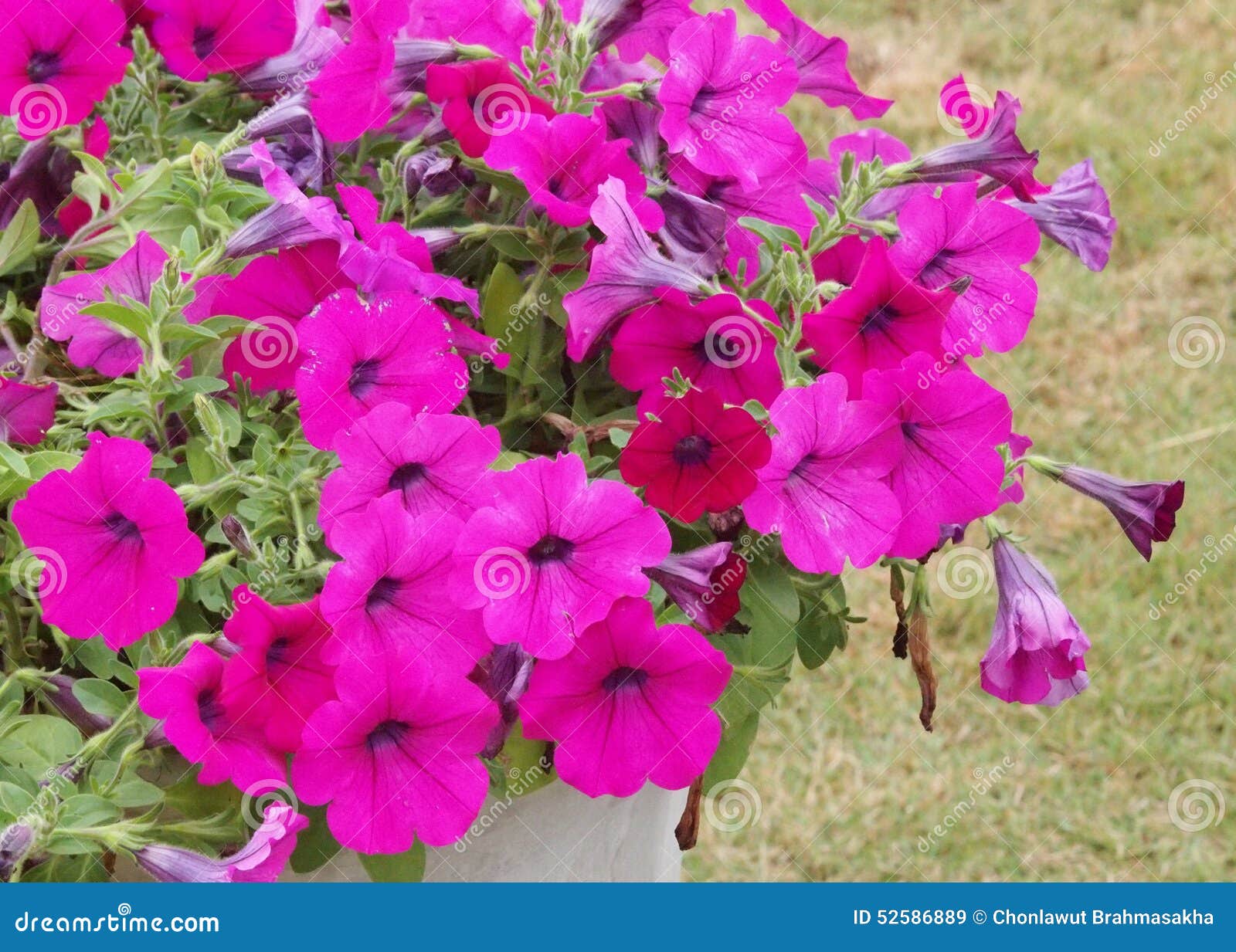 Vilolet flowers stock image. Image of campanula, fresh - 52586889