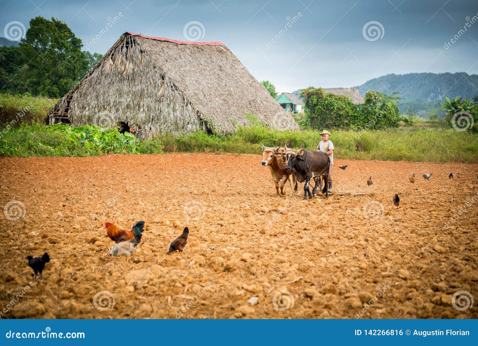 Vinales, Cuba - December 2, 2017: Farmer Ploughing a Tobacco Field ...