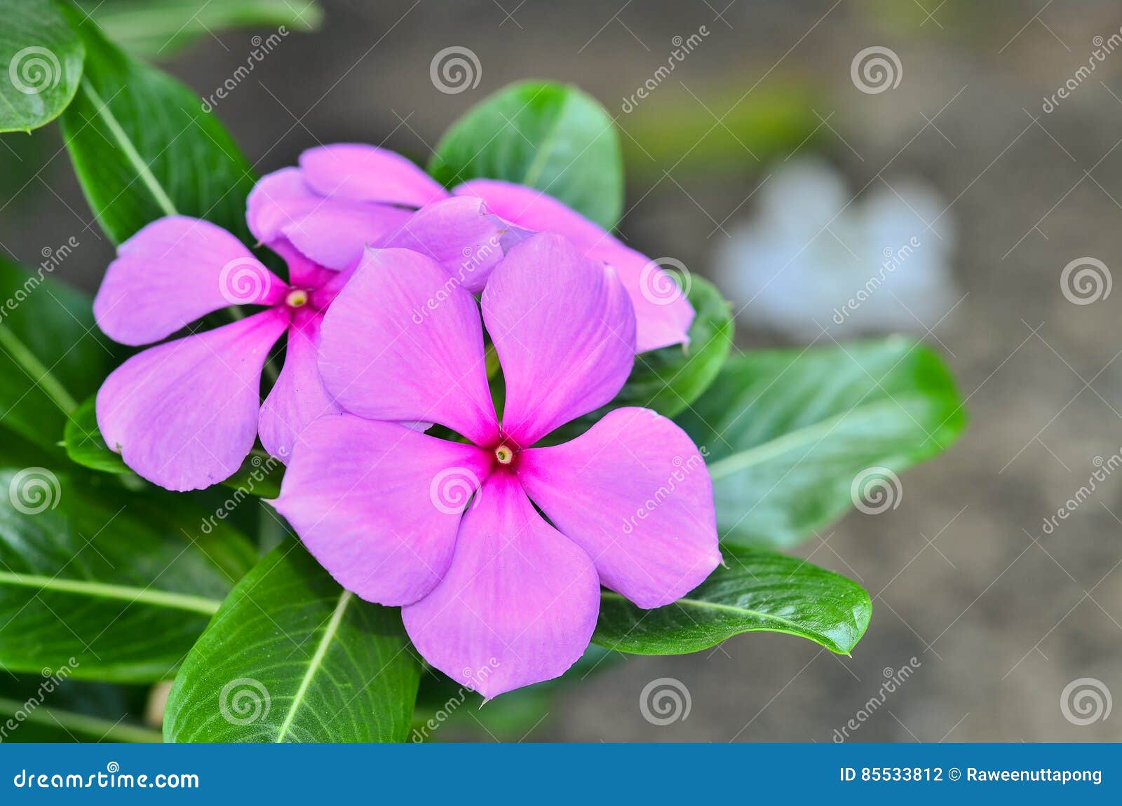Vinca Flower photo stock. Image du fond, beauté, jardin 85533812