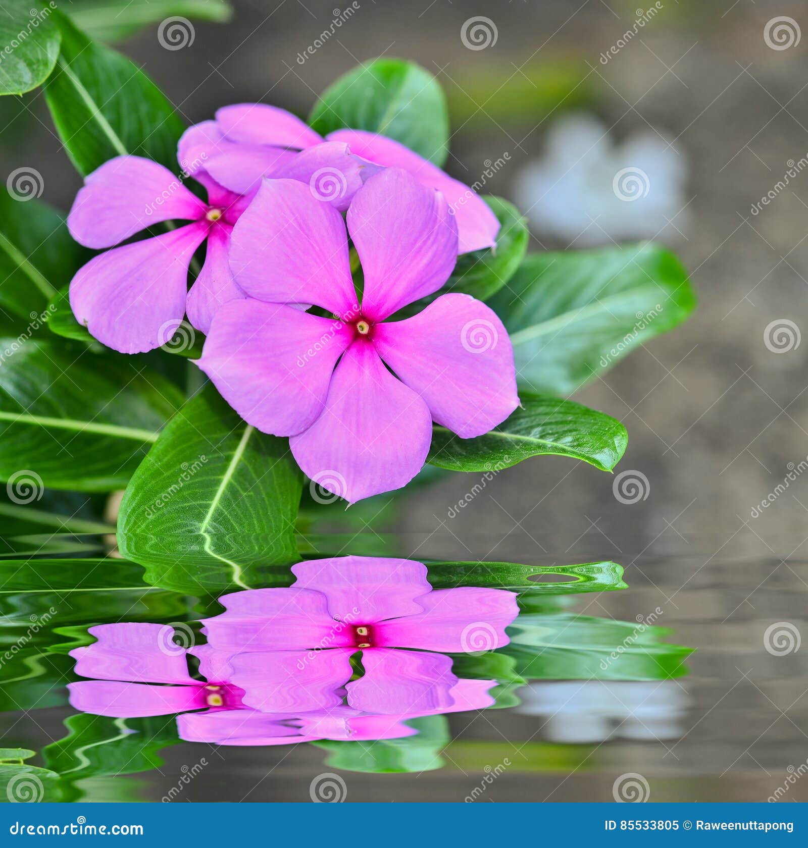 Vinca flower stock image. Image of blossom, beauty, ornamental 85533805