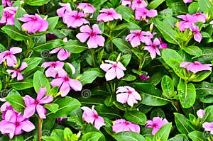 Vinca Flower Royalty Free Stock Photography CartoonDealer 32283197