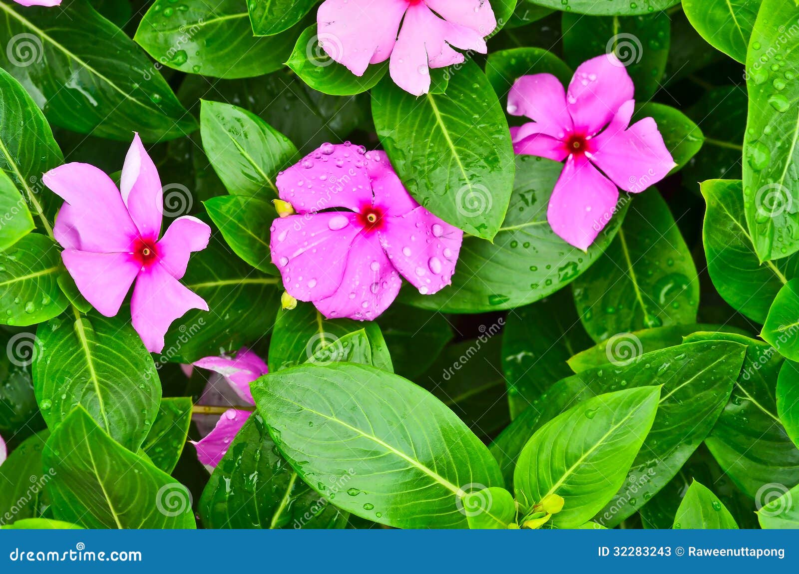 Vinca flower stock image. Image of amaranths, macro, periwinkle 32283243