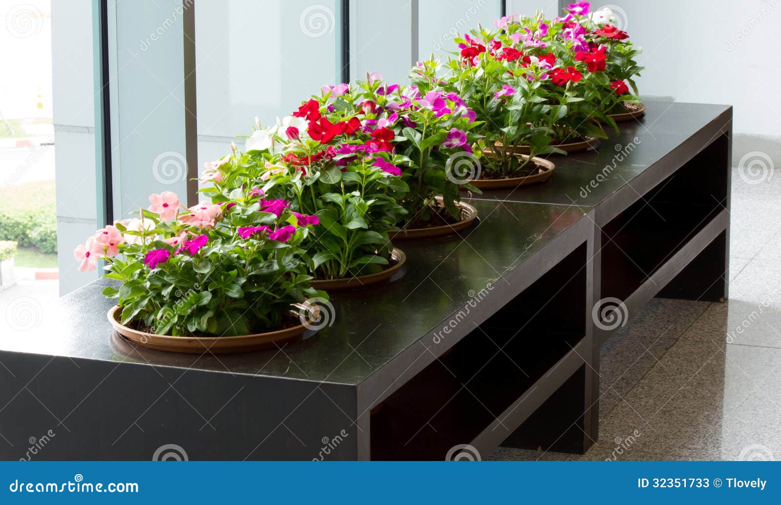 Vinca flower plant stock image. Image of relax, column 32351733