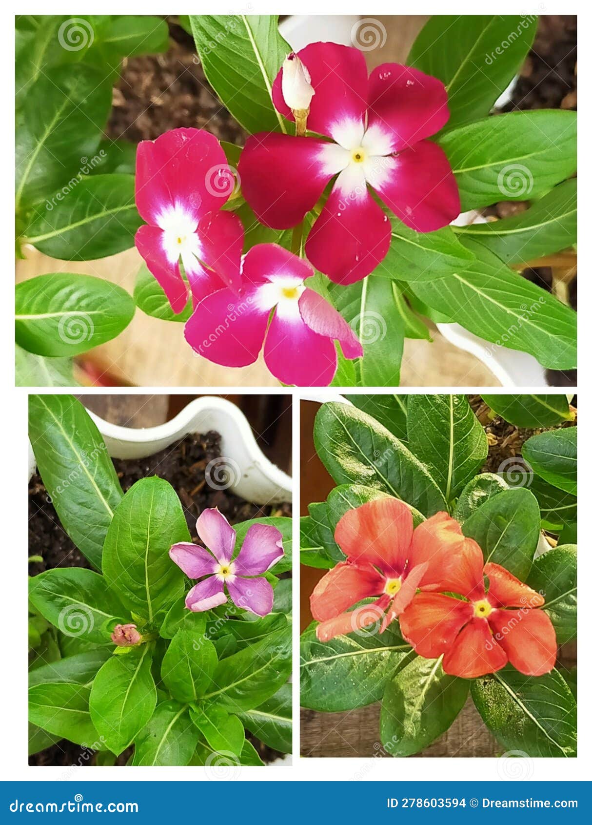 Vinca Flowers in Bloom in My Garden Stock Photo Image of bloom, hobby