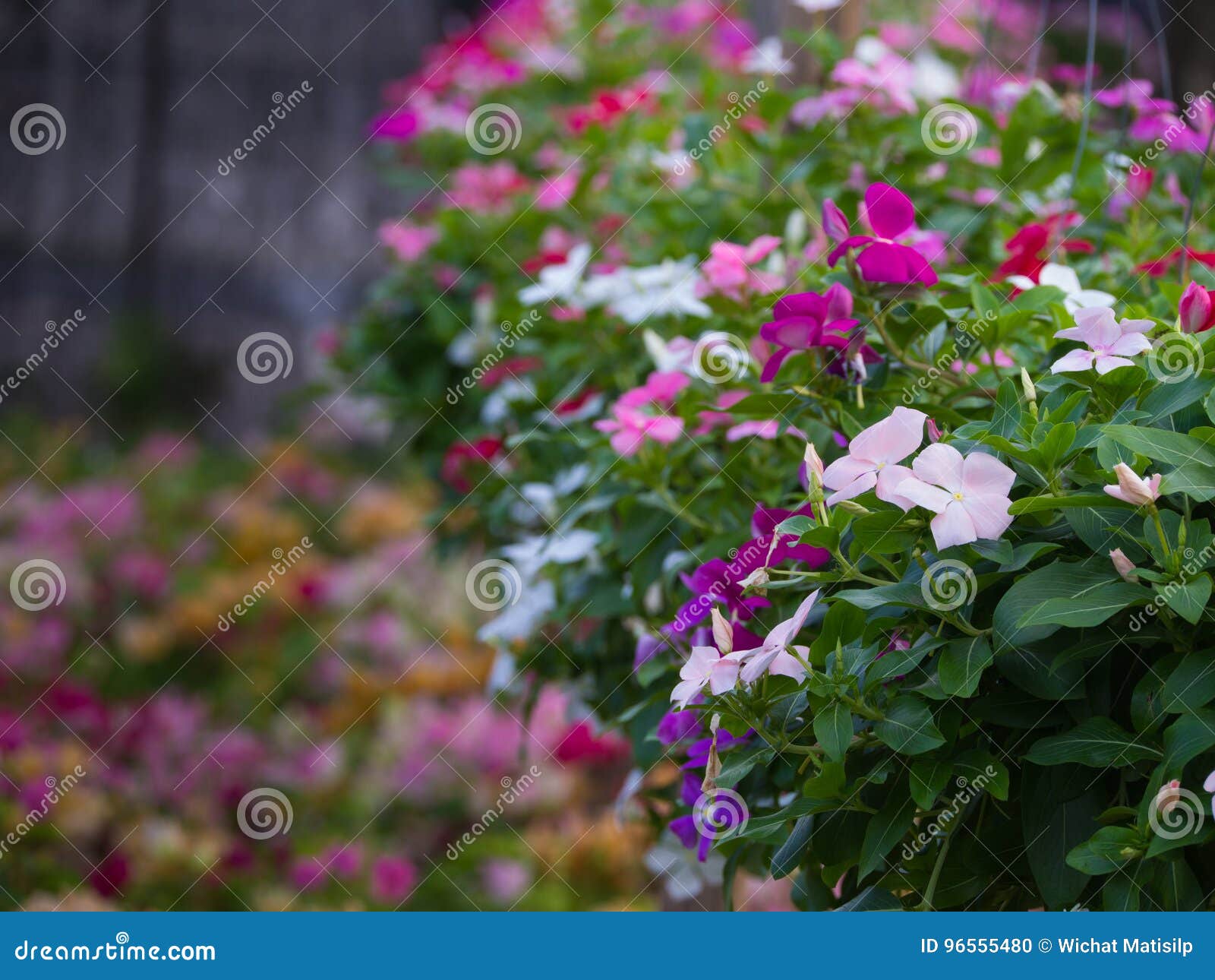 Vinca Flowers in Hanging Pots Arranged Stock Photo Image of foliage
