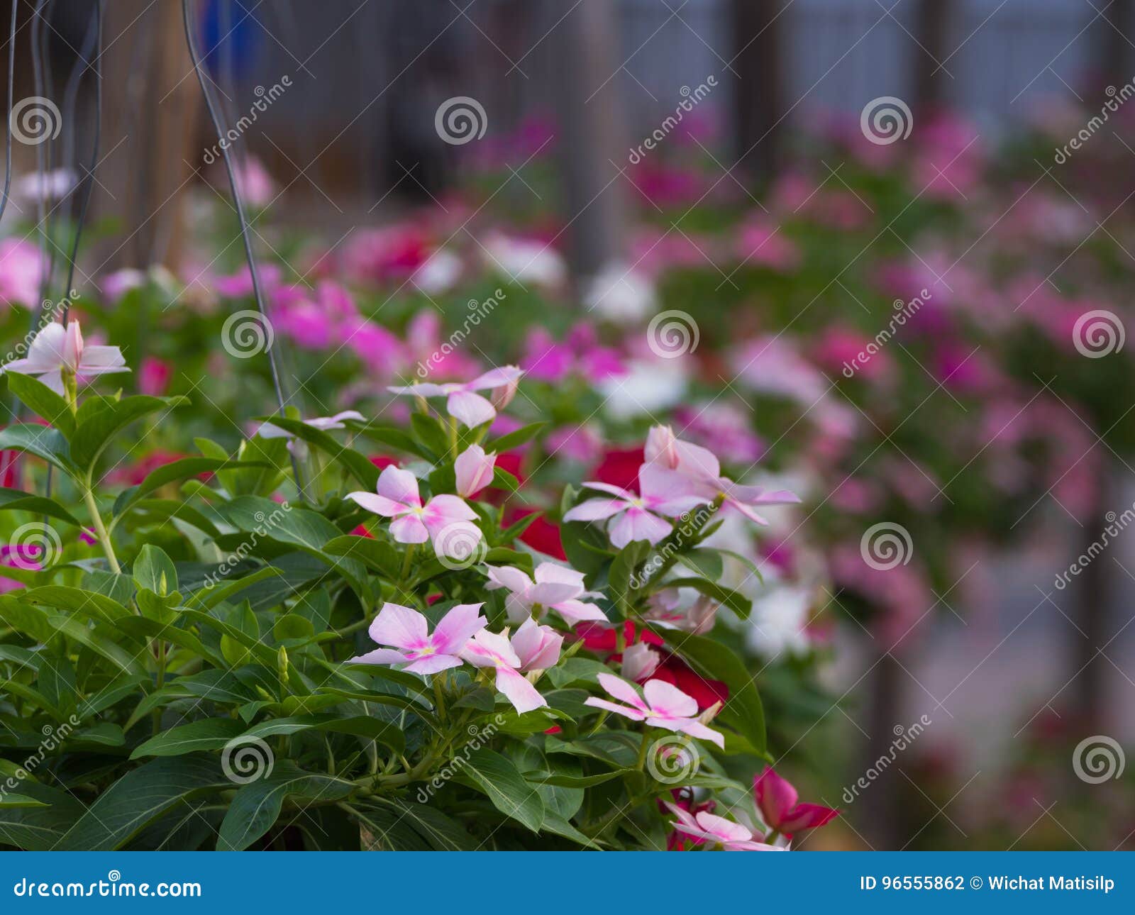 Vinca Flowers in Hanging Pots Arranged Stock Photo Image of flower