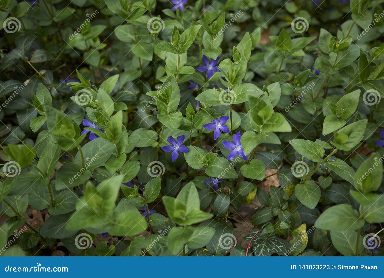 Vinca major in bloom stock image. Image of apocynaceae 141023223