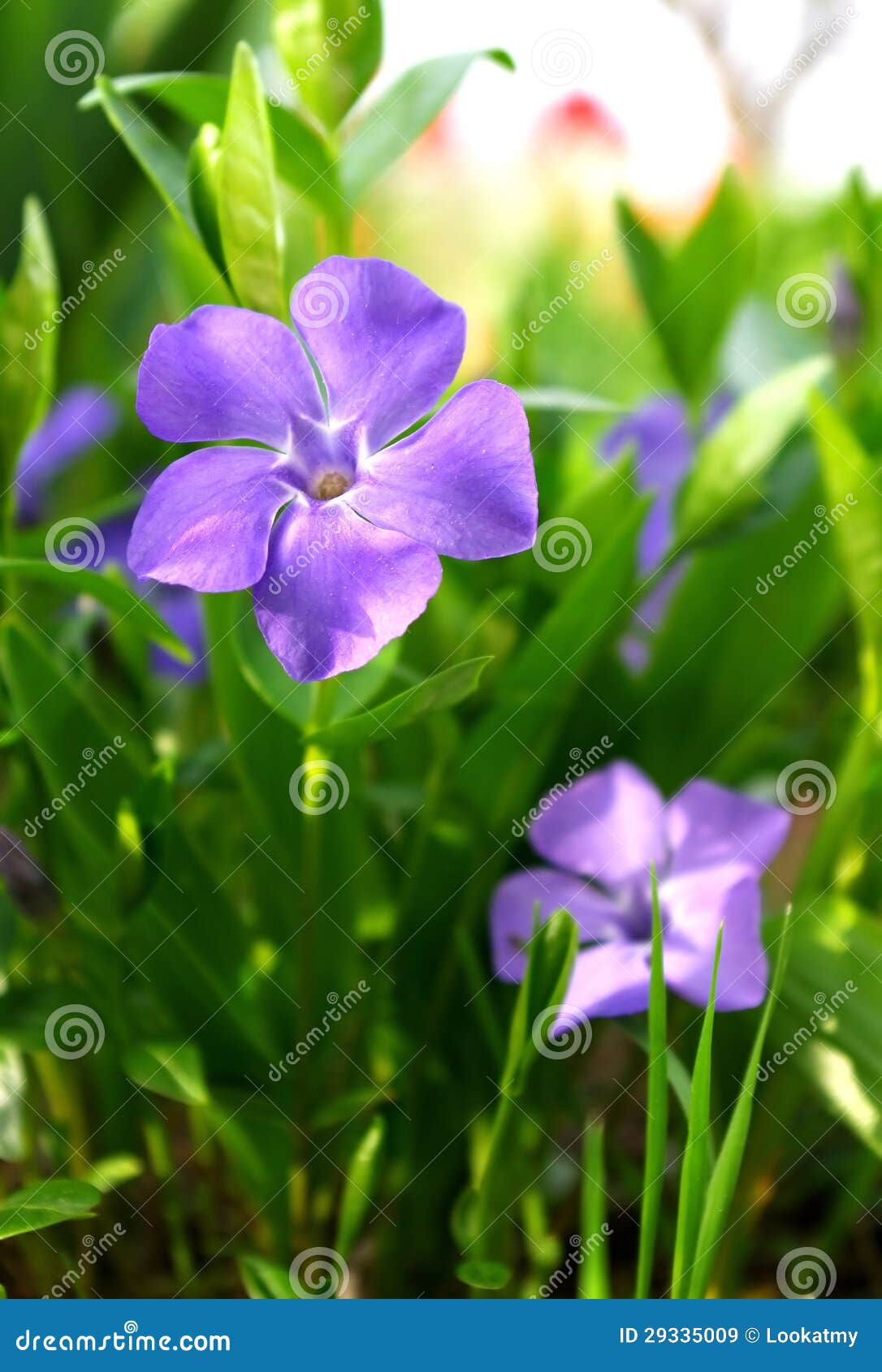 Vinca Major Leaves and Flowers Stock Image Image of major, violet
