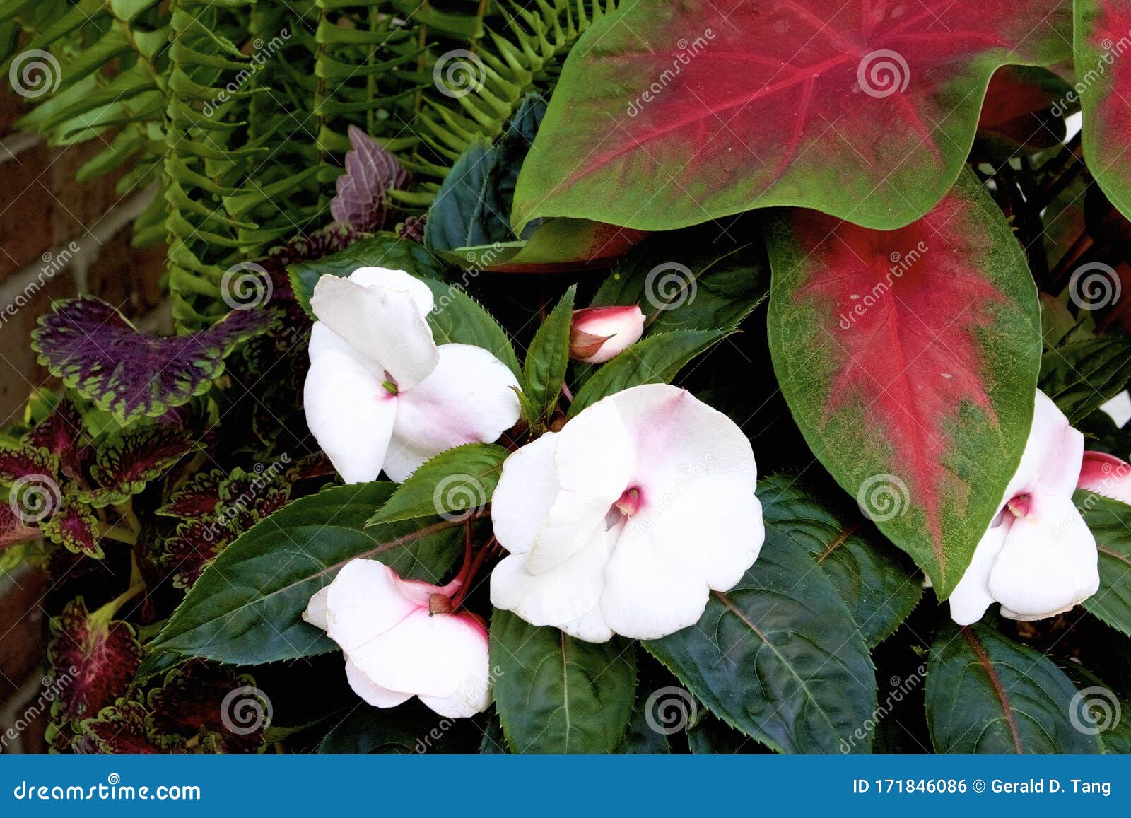 Vinca in Planter 822258 stock photo. Image of close 171846086