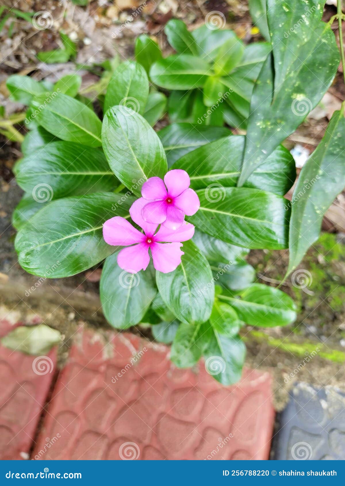 Vinca rosea plant stock photo. Image of home, vinca 256788220