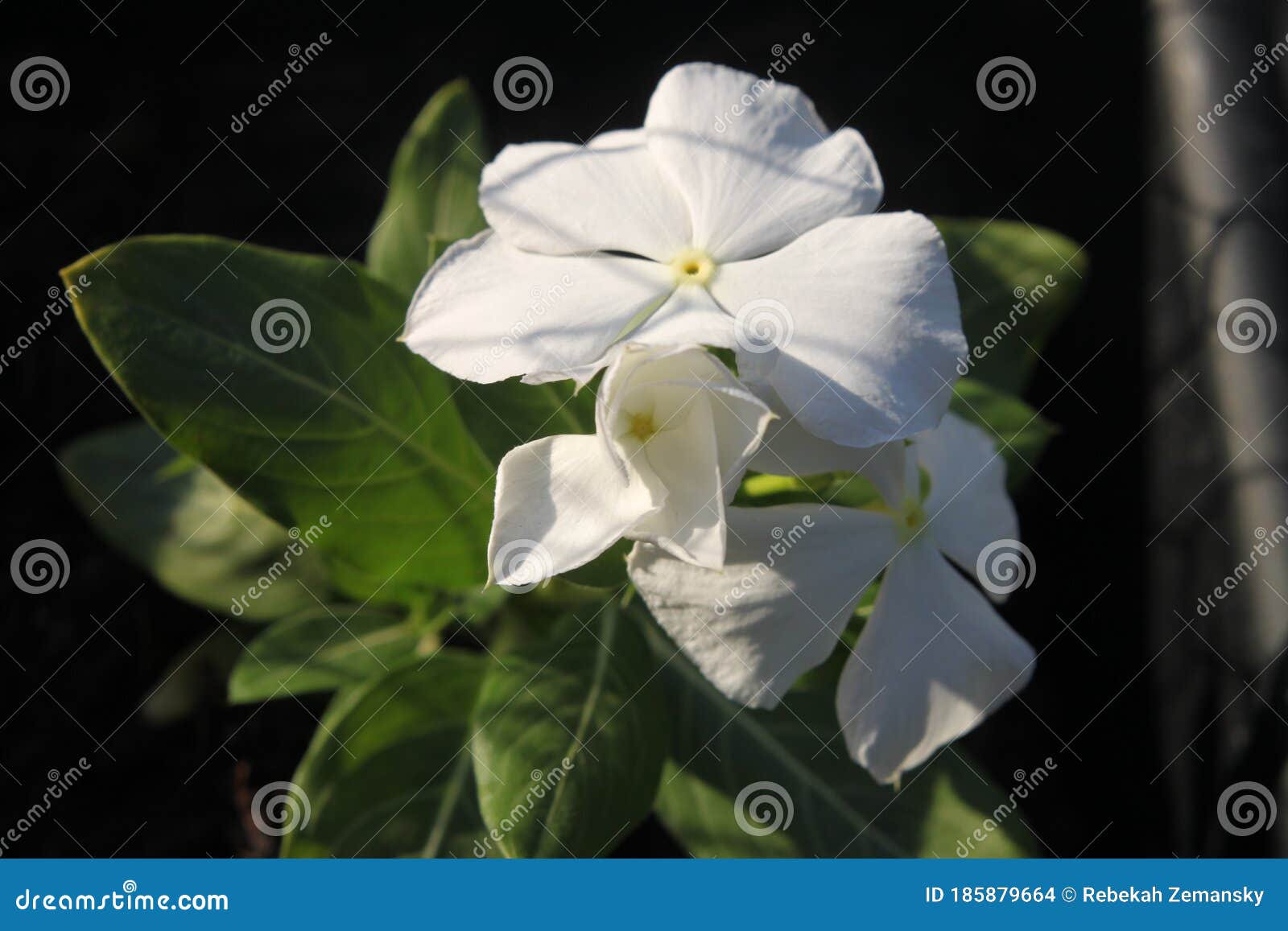 Vinca white 9930 stock photo. Image of environment, blossom 185879664