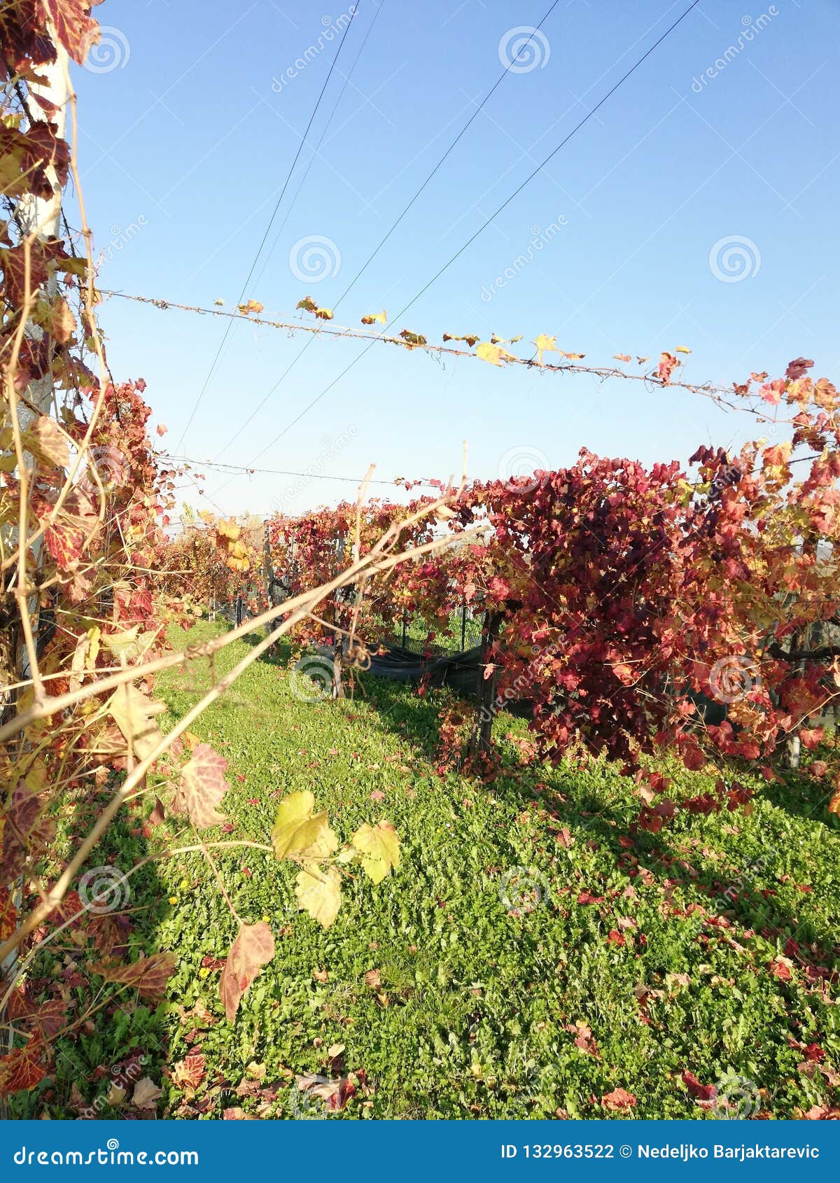 Vine in Autumn.vineyard in Italy Stock Photo - Image of scenery, nature ...