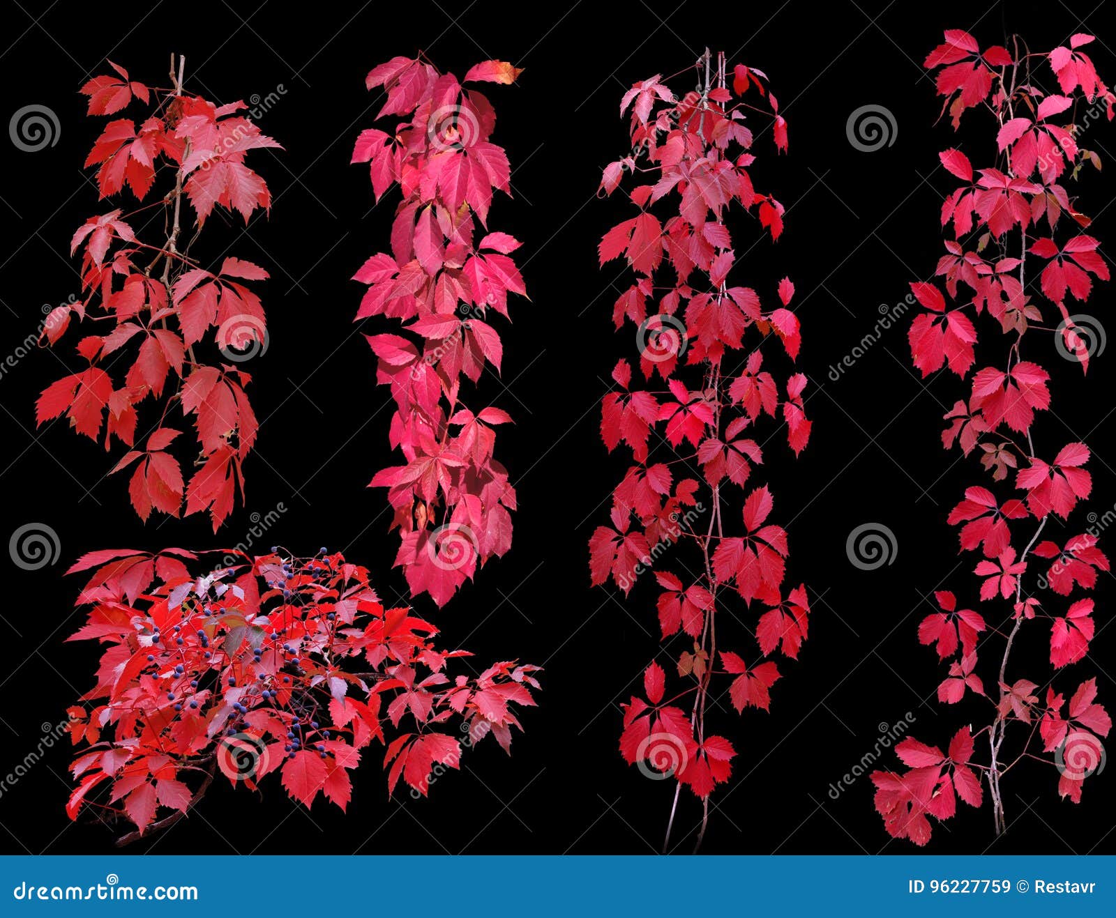 Vine on a Black Background. Stock Image Image of isolated, vines 96227759