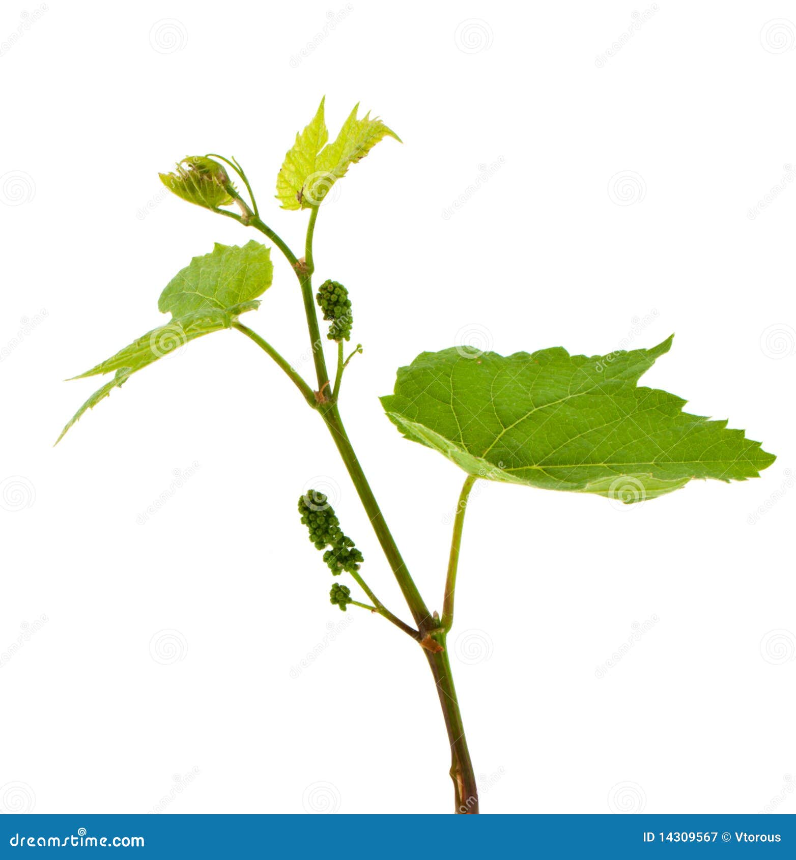 Vine branch stock image. Image of vine, nature, object 14309567