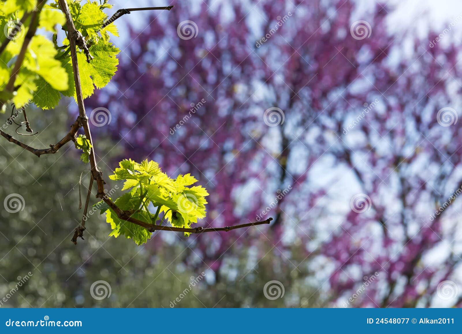 Vine branch stock image. Image of nature, branch, vine 24548077
