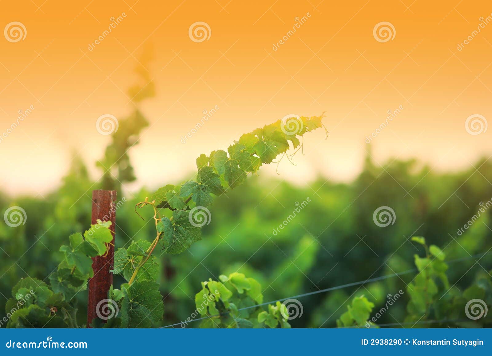Vine branch closeup stock photo. Image of horizon, rural 2938290