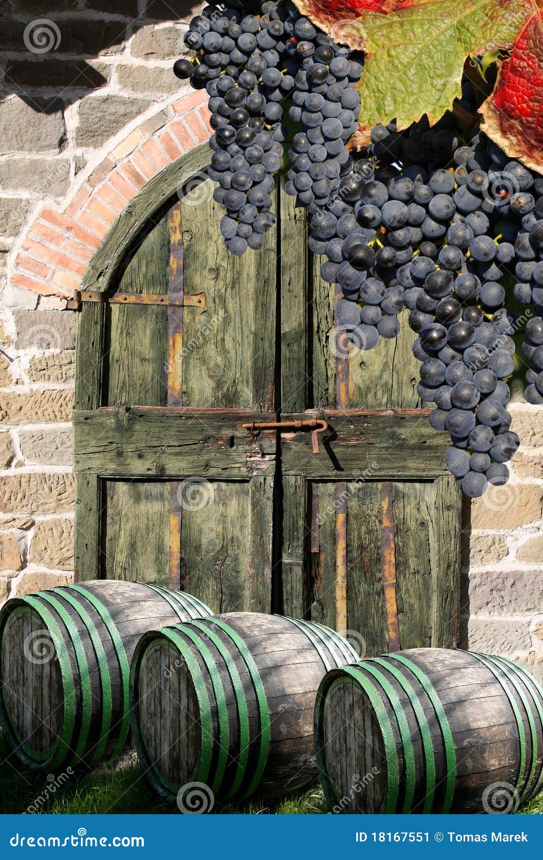 Vine Cellar with Vine Barrels Stock Image Image of road, growth 18167551