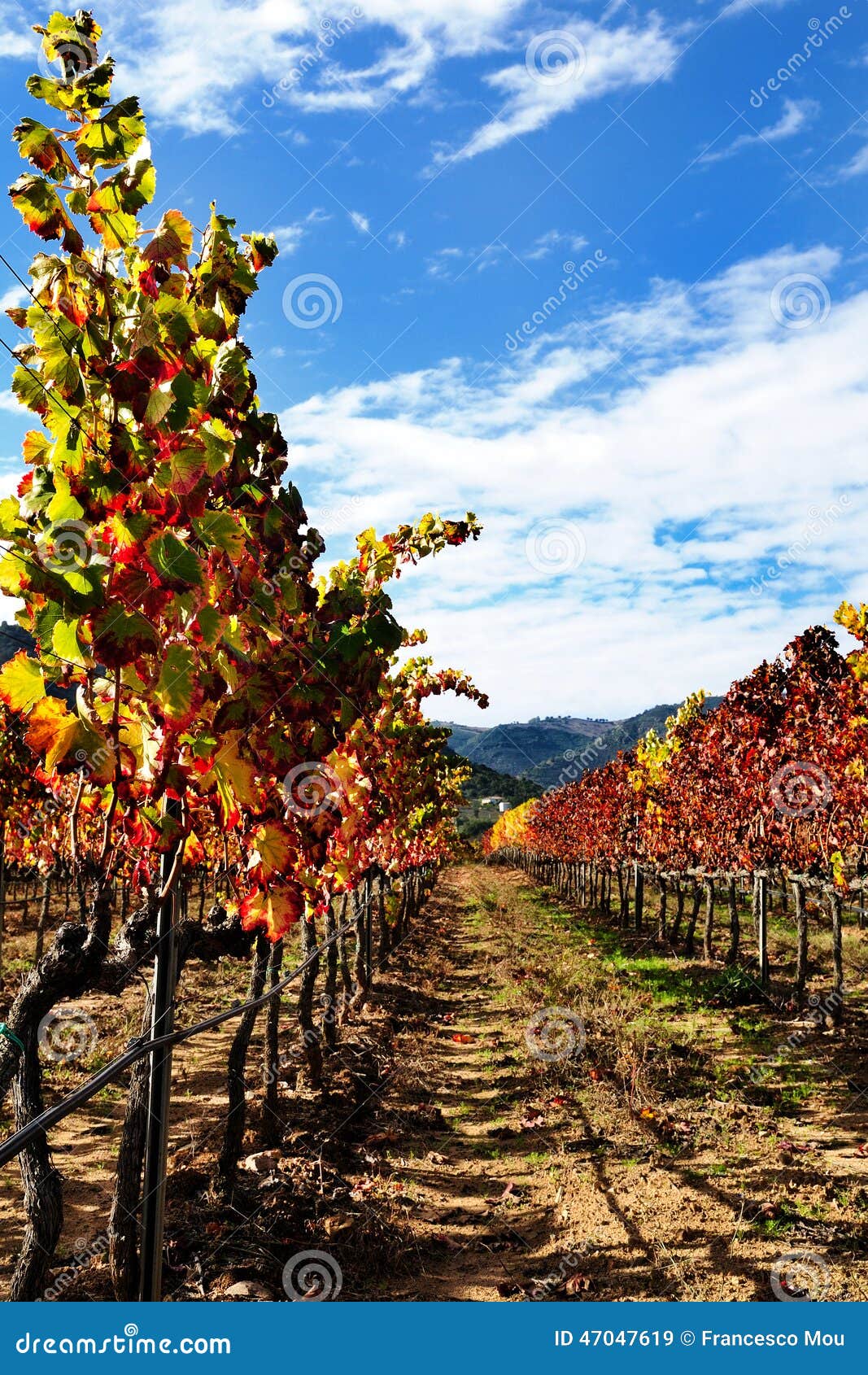 The vine with the colors of autumn. Details of vineyards, rows of vines young and old with the colors of autumn.