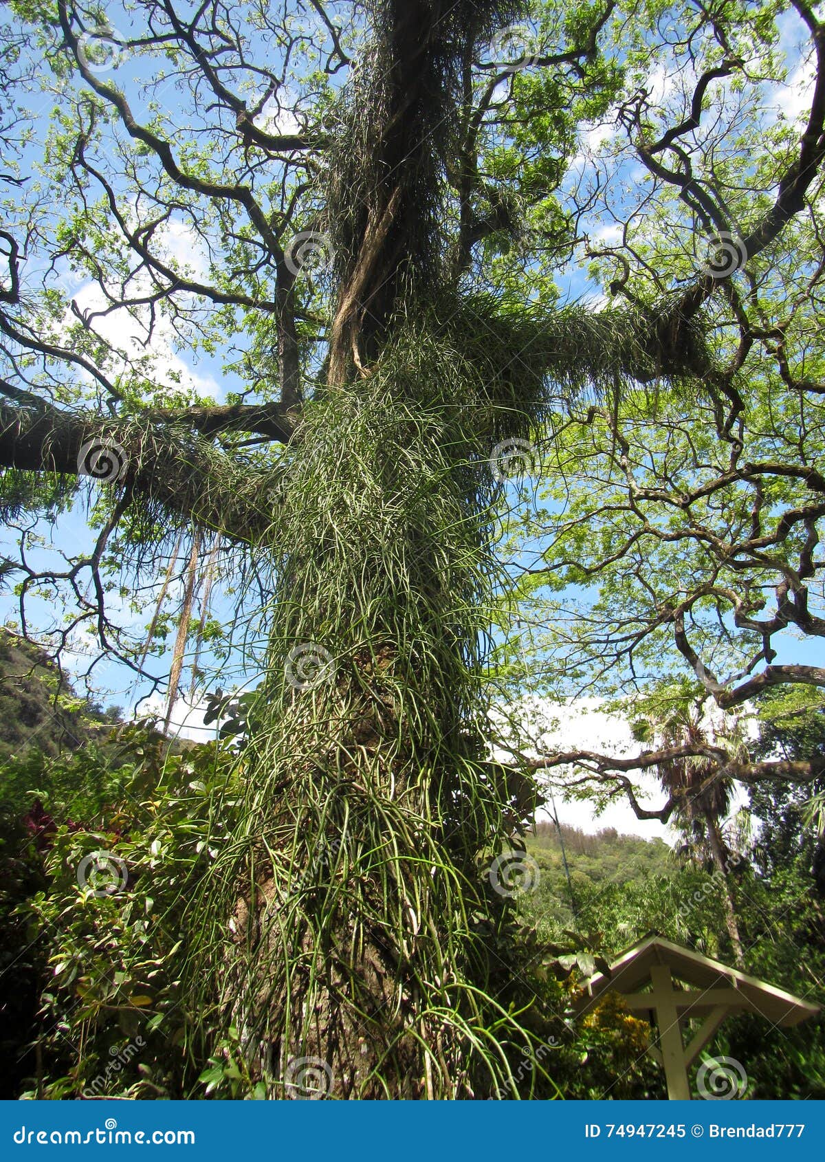 Vine Covered Tree At Waimea Falls Botanical Garden In North Shore